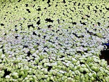 Gaint Duckweed - Floating Plant- Aquarium Plant. 40 Plants