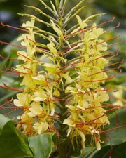 HEDYCHIUM GARDNERIANUM - 10 x seeds - ornamental ginger exotic