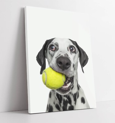 PORTRAIT VON DALMATION HUND MIT TENNISBALL - GERAHMTES LEINWANDBILD WANDBILD BILD DRUCK