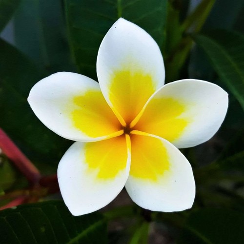 2 PLUMERIA BEWURZELT Steckling Pflanze WEISS Plumeria duftend selten frangipani frisch - Bild 5 von 9