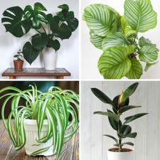 T&M Urban Jungle Collection Tropical Houseplants Tender Shrub 4 x Potted Plants