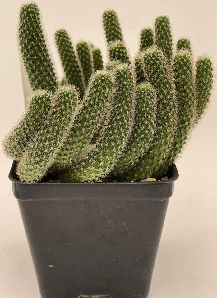Rebutia Fabrisii Cactus 3.5 Inch Pot Beautiful Masses Of Orange Flowers! - Image 3 of 4