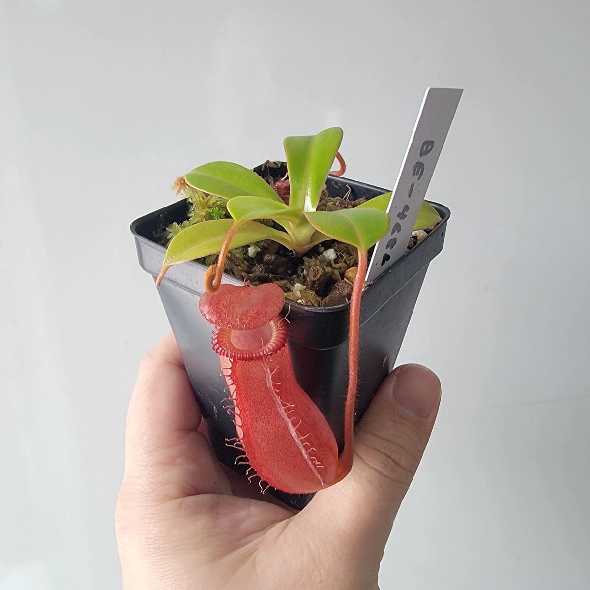 Nepenthes villosa x ventricosa BE | eBay