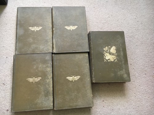 F O Morris, British Moths 4 Vols 1896 & British Butterflies 1 Vol 1895, Nimmo - Picture 2 of 12