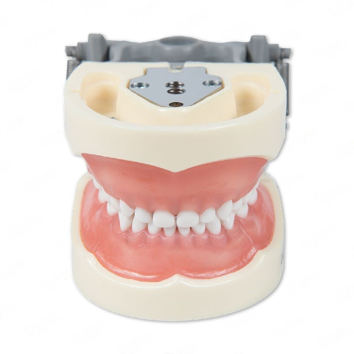 顎模型 NISSIN DENTAL MODEL Nissin Typodont Study Model - New Citizens Dental Supply and