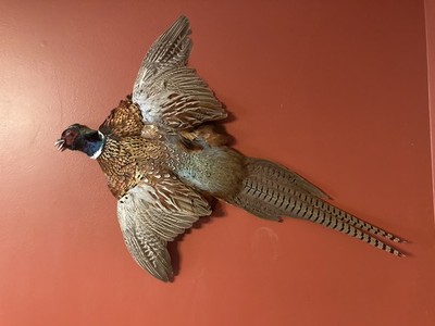 Rooster RINGNECK PHEASANT Full SKIN 2 Wings Tail Feathers Wall Art Man Cave