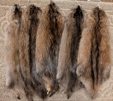 Tanned Wild Muskrat Hide 12" Ohio Fur Pelt Craft Cabin, Freshly Tanned Soft 
