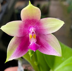 Original Orchid Phal Phalaenopsis Lioulin Blue Parrot x Lioulin Blue Family-Frag