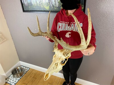 European REAL Skull Whitetail Deer Antlers Set Wild Horns Euro Mount 4x4