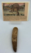 Spinosaurus Teeth Dinosaur F0SSIL Before T Rex Cretaceous K486