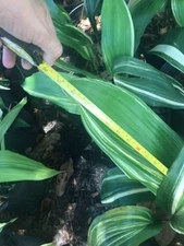 Variegated Aspidistra Cast Iron Plant large and Extra Large 5 Bare Root leaves