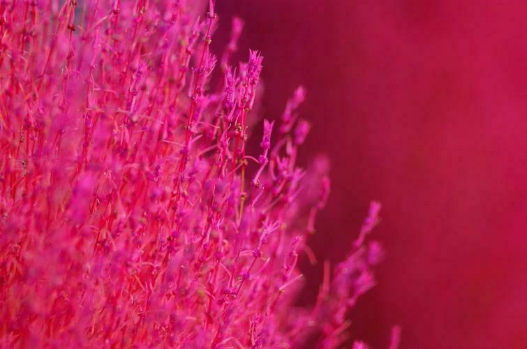 Kochia scoparia (Burning Bush Grass) 100 - 5,000 Seeds •RARE Garden Flowers | UK - Image 4 of 4