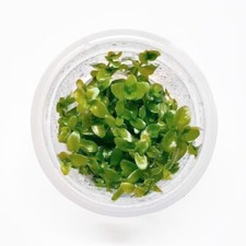 Bacopa caroliniana 'Colorata' Tissue Culture Aquarium Plants