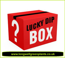 MORNING GLORY 'LUCKY DIP' | x6 Large Plug Plants | PRE ORDER | FREE P&P