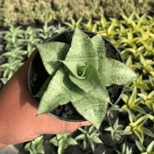 Sansevieria Mega Rare Uniqe Snake Plant