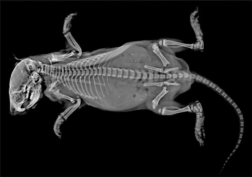 VET SETS A or B or C or D 6x animal X-RAYs imaged onto film lightbox radiography - Picture 34 of 34