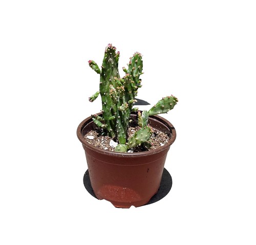hangers for potted plants 6-Pack Macrame Plant Hanger main image 0