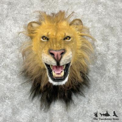 パーツ lion 29716 E | Reproduction African Lion Taxidermy Shoulder Mount For