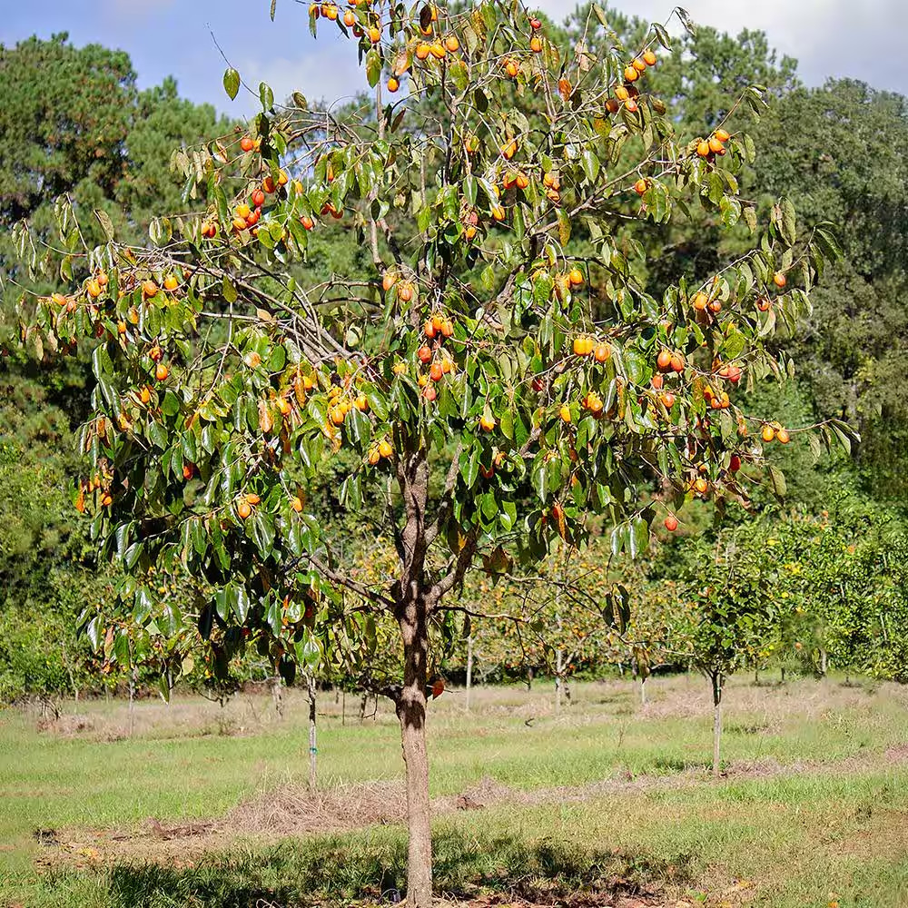 5 Gal. Saijo Persimmon Tree – Sweet, Self-Pollinating Fruit Tree for Home Garden
