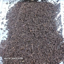 3lbsWorm Castings + Baby Red Wiggler Worms & Cacoons  100% Organic 