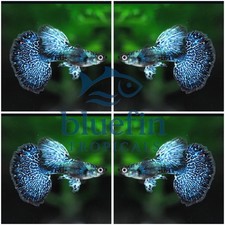 Premium Live Blue Dragon Mosaic Guppy Fish 1 Trio 1M/2F High Grade.