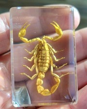 Real Scorpion Bug  Insect Preserved in Resin Desk Paperweight Animal Taxidermy 