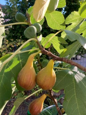 Feigenbaum Stecklinge 6 Stück Longue d'Août Jerusalemfeige Bananenfeige