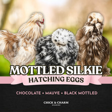 6 Mottled Silkie Hatching Eggs Mauve, Black Chocolate NO Satins