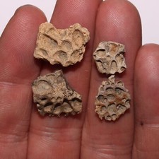 4 Crocodile Scute Plate - Dinosaur Age Fossil Cretaceous - Hell Creek Formation