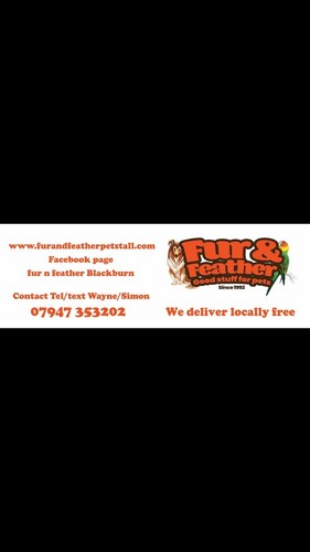 14 Quality Millet Spray Budgies Finches Canaries Parakeet Bird rats Aprox 600g - Picture 2 of 2