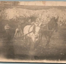 Brace of Plowhorses Plowing Vintage RPPC Postcard 