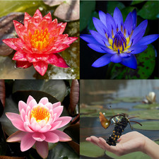 3 Pack Live Hardy Water Lilies Pre-Grown Tuber Rhizome Blue, Pink, Red