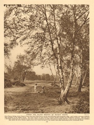 Unter den Silberbirken von Putney Heath 1926 altes Vintage Druckbild