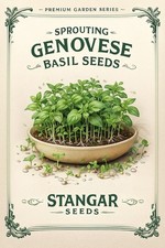 Genovese Basil Seeds Non-GMO Heirloom USA 1000 Seeds