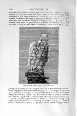 Original alter antiker Druck Naturkunde 1896 knorpeliger fester Meeresspritzer