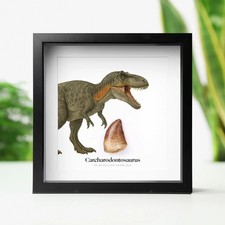 Carcharodontosaurus Tooth & Watercolour Illustration Dinosaur Fossil Box Frame