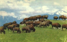 Postcard Animals Herd Of American Bison