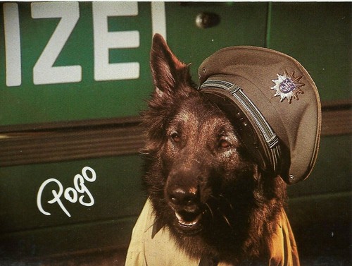 K-9: DienstHundwesen Patch HESSEN KLETT! 2015 SCHÄFERHUND Polizei DHF Abzeichen - Picture 4 of 5
