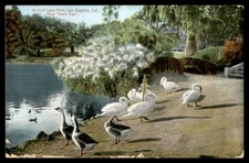Postcard In West Lake Park, Swans and Geese, Los Angeles, CA