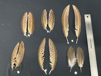 Great Argus Pheasant wing covert feathers