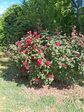 Pink and red roses