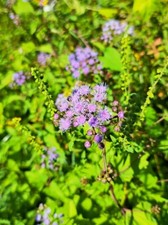 100 Blue Mistflower Seeds  Wild Ageratum  Blue Boniset  Free Shipping