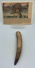 Spinosaurus Teeth Dinosaur F0SSIL Before T Rex Cretaceous K555
