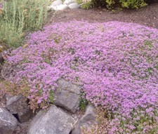 CREEPING THYME DWARF Thymus Serpyllum Ground Cover -- 25,000 Bulk