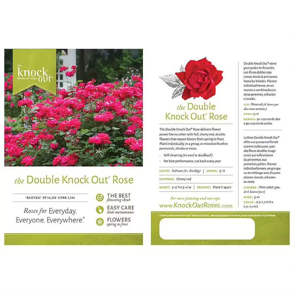 Knock Out Rose Bush Double 1Gal Red Bloom Flowers Shrub Plant Disease
