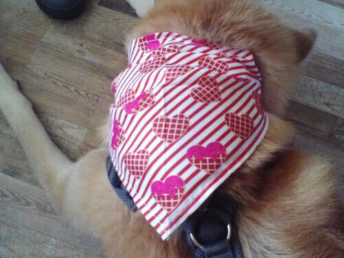 Hunde Bandana Valentinstag Halstuch Halsband Outfit verschiedene Design Kopftuch - Bild 5 von 5