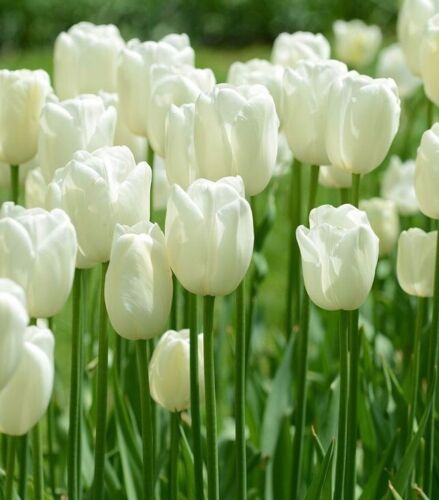 Hydro White Tulip Bulbs Heirloom Beautiful Colorful Home Garden Flowers Bulbs - Picture 1 of 13