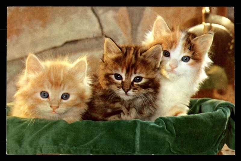 Mayfairstamps pc fauna meow three cats in a basket Post Card cca_44043