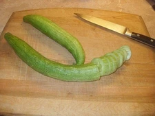 Extra Long Yamato Cucumber Seeds (((25 Seed Packet))) (More Heirloom, Organic, N