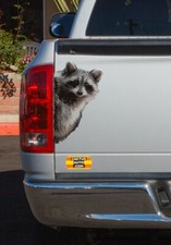 Peeking Raccoon Car Truck Vehicle Vinyl Decal Sticker - Indooroutdoor